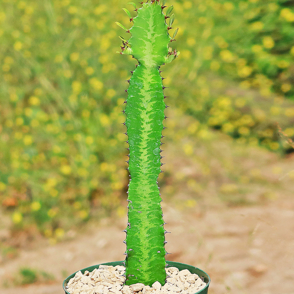 Green African Milk Tree - Euphorbia trigona &