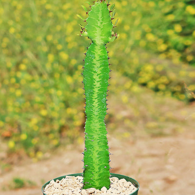 Euphorbia Trigona 'Green"