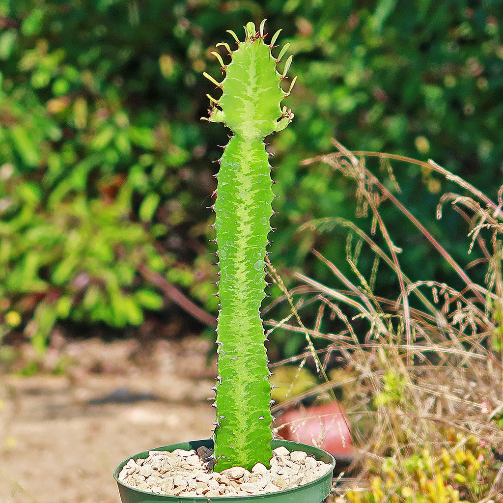 Green African Milk Tree - Euphorbia trigona &