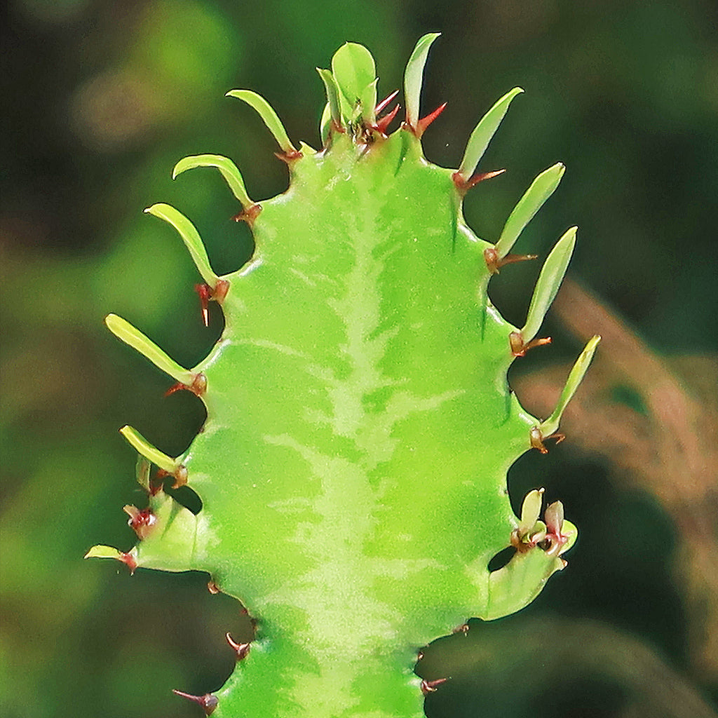 Green African Milk Tree - Euphorbia trigona &