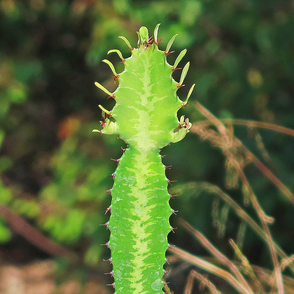 Green African Milk Tree - Euphorbia trigona &