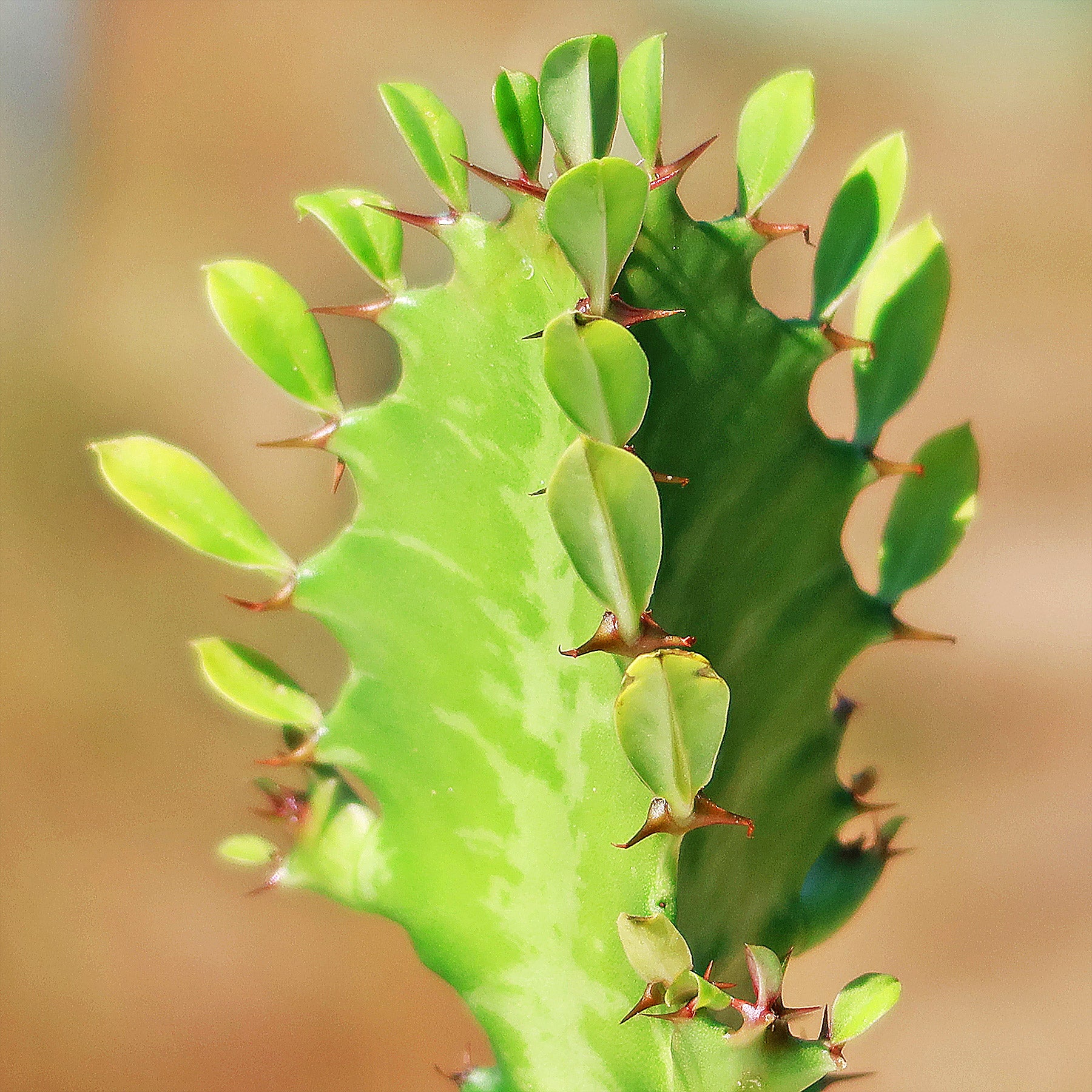 Green African Milk Tree - Euphorbia trigona 'Green'