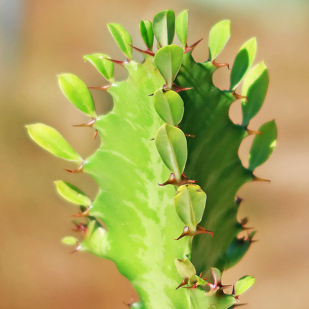 Green African Milk Tree - Euphorbia trigona &