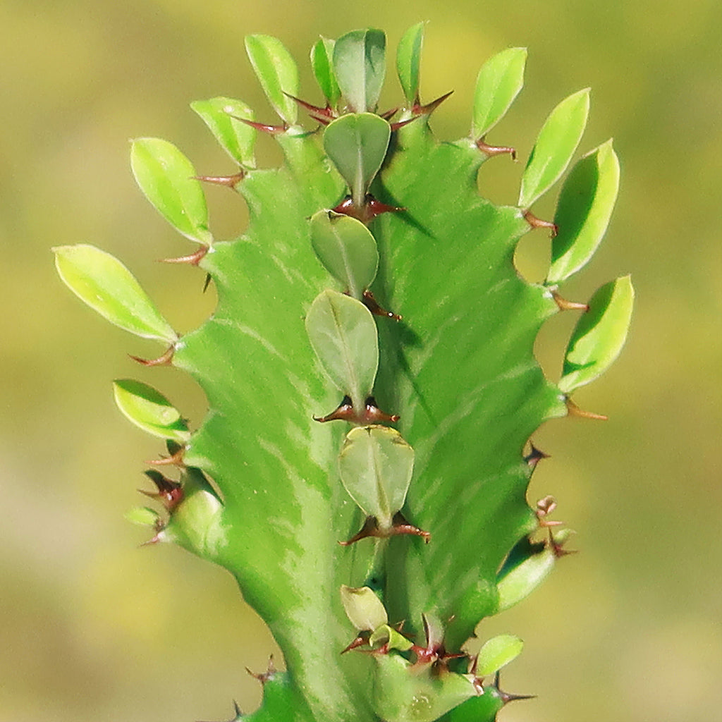 Green African Milk Tree - Euphorbia trigona &