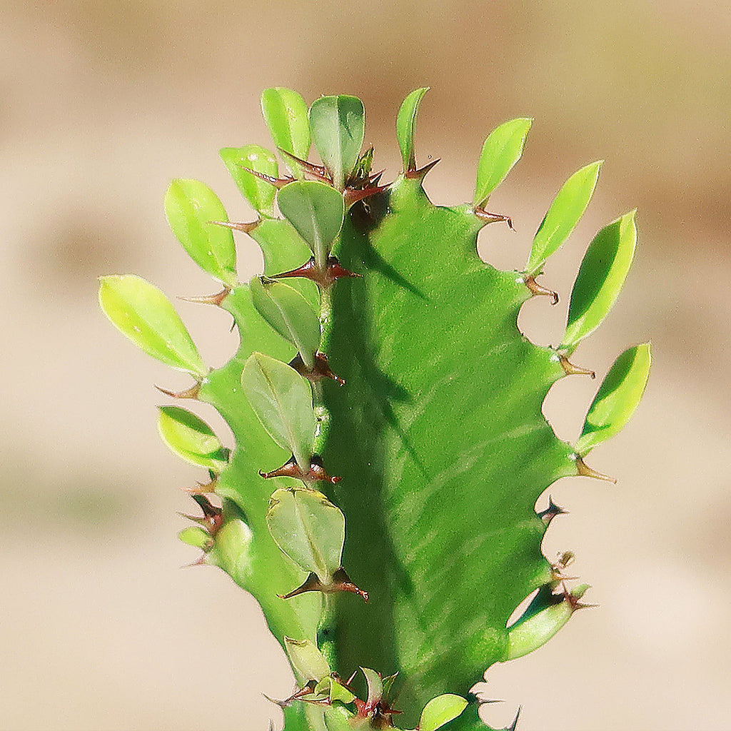 Green African Milk Tree - Euphorbia trigona &