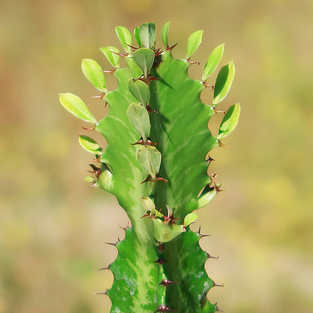 Green African Milk Tree - Euphorbia trigona &