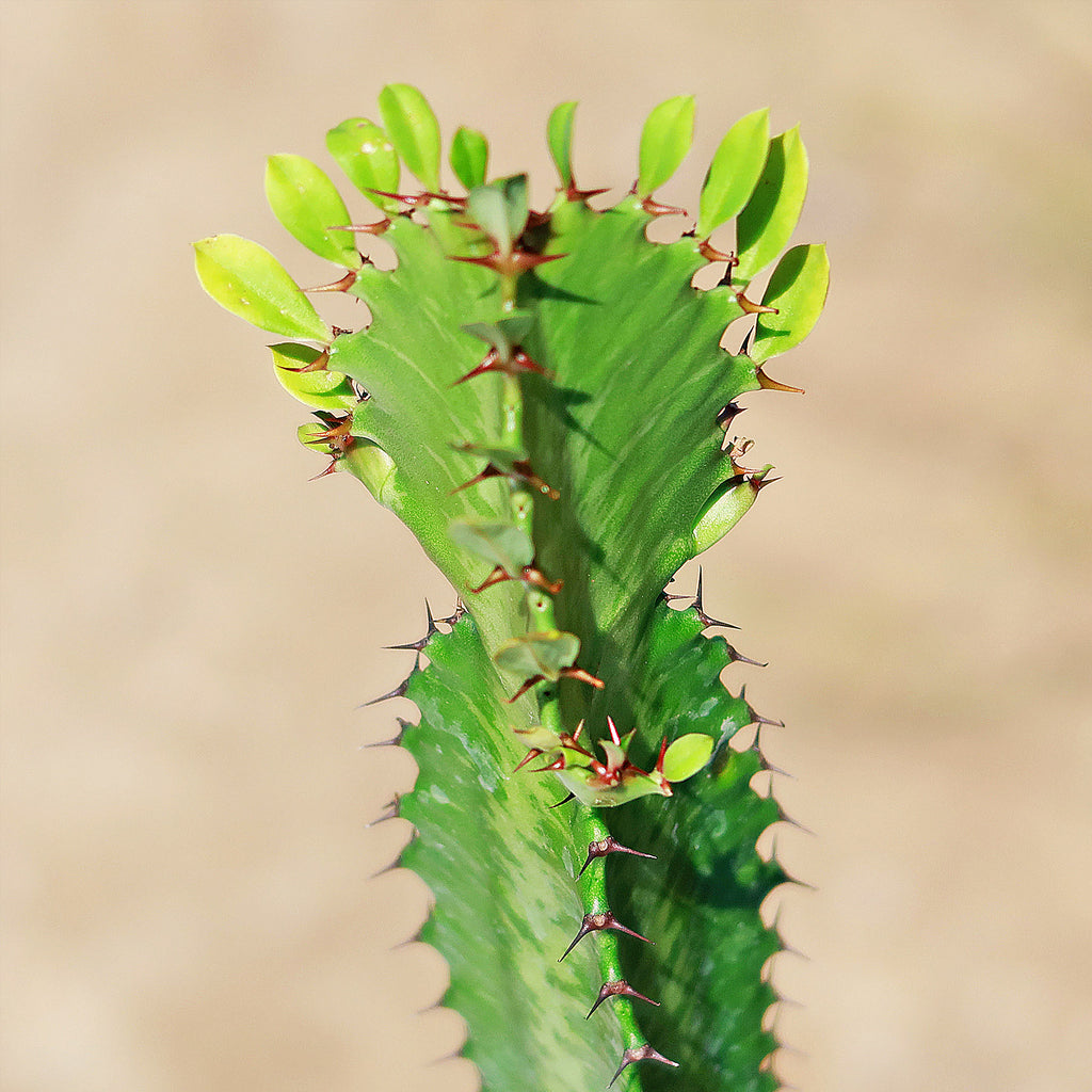 Green African Milk Tree - Euphorbia trigona &