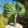 Euphorbia lactea Cristata Grafted