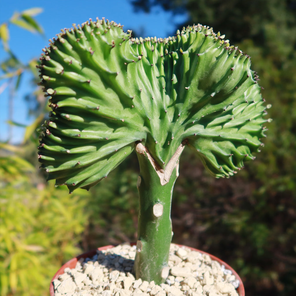 Mermaid Tail Cactus - Euphorbia lactea Cristata Grafted