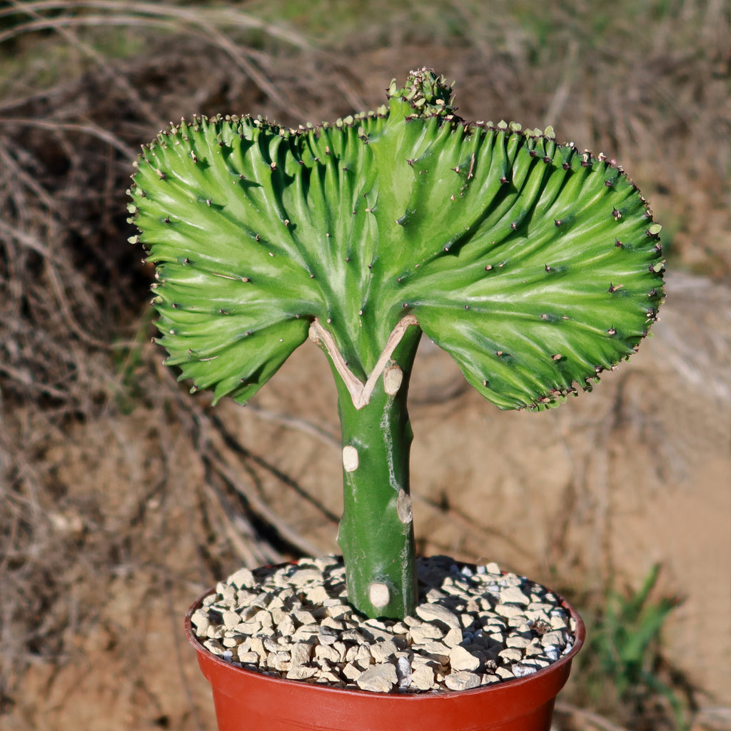 Mermaid Tail Cactus - Euphorbia lactea Cristata Grafted