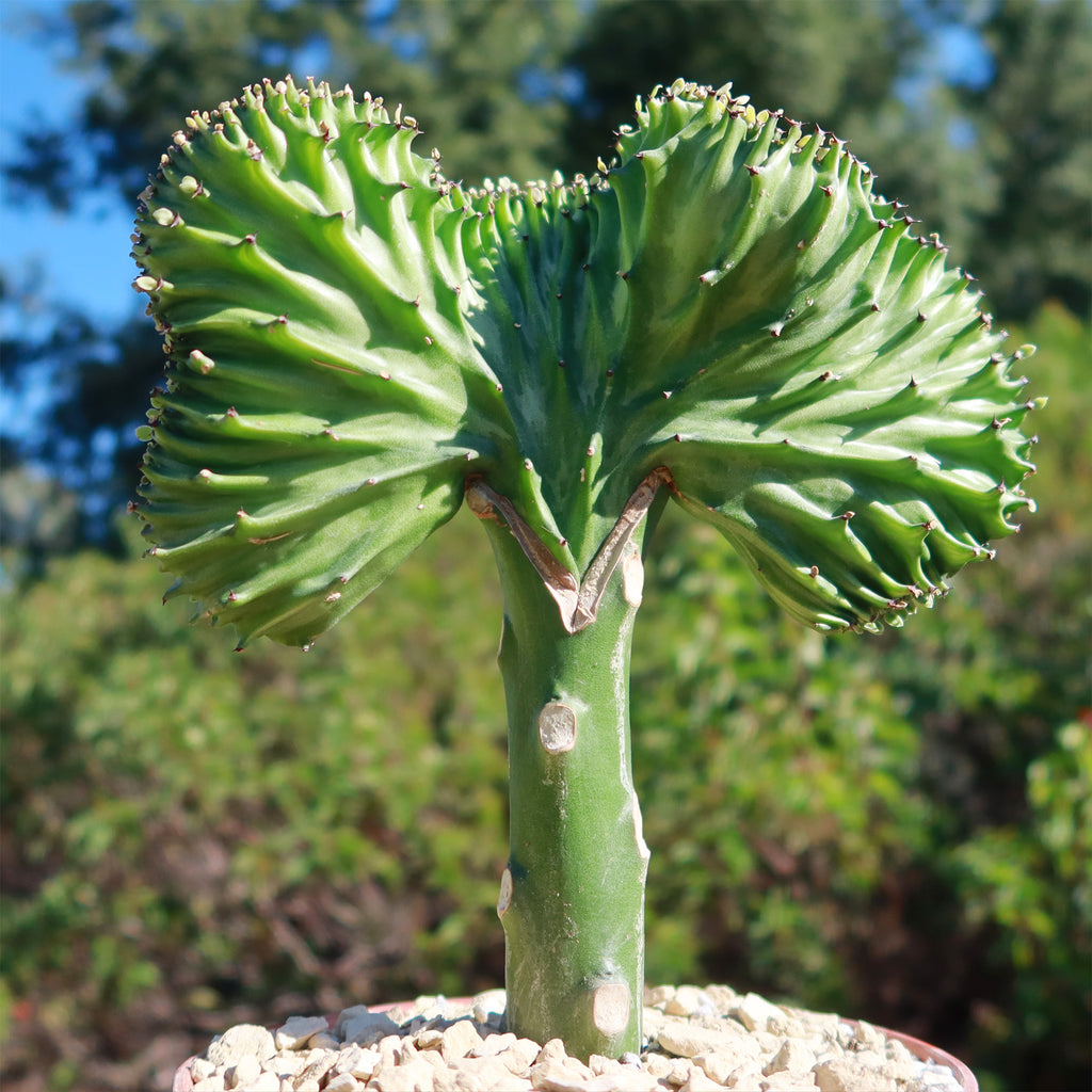 Mermaid Tail Cactus - Euphorbia lactea Cristata Grafted
