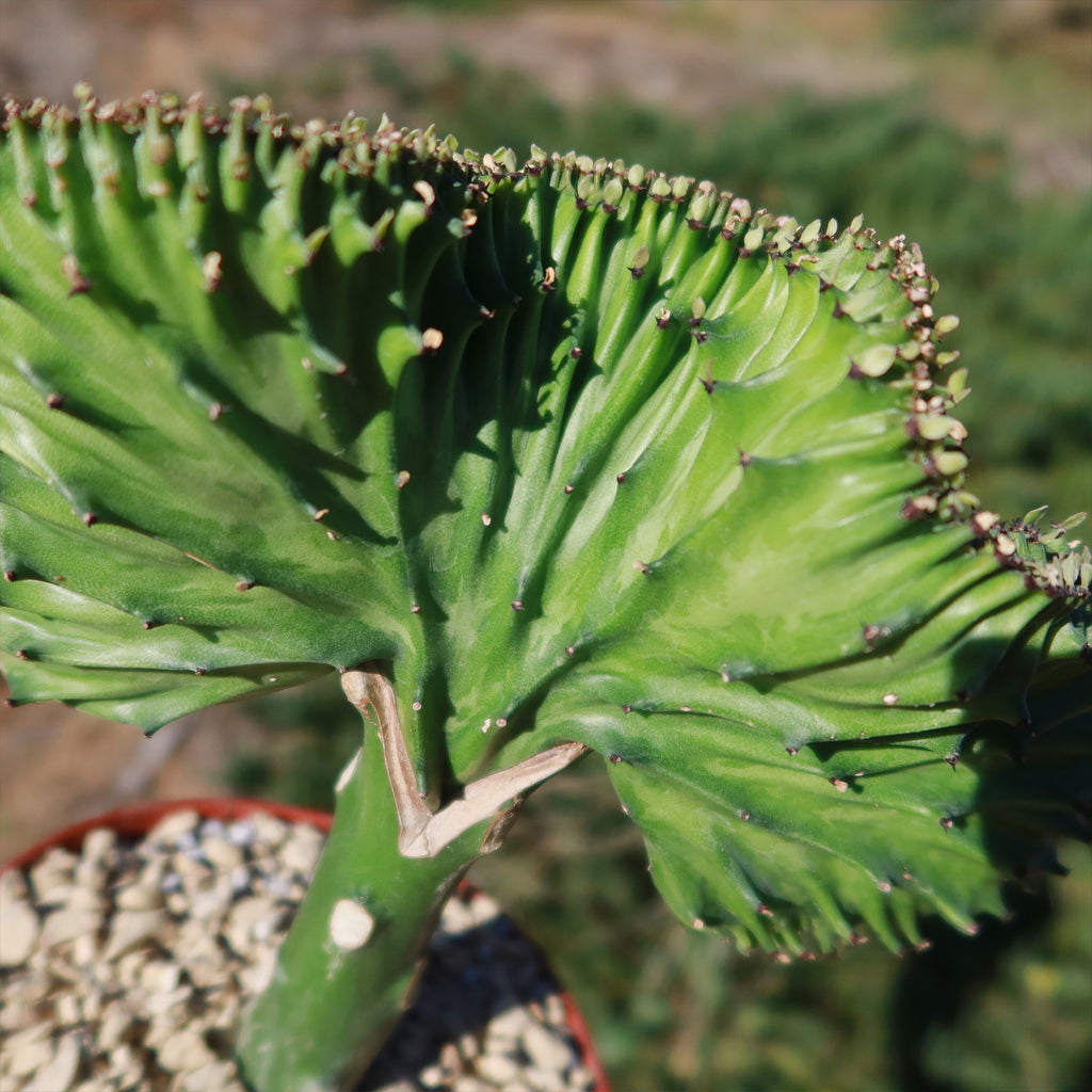 Mermaid Tail Cactus - Euphorbia lactea Cristata Grafted