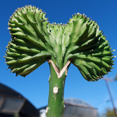 Euphorbia lactea Cristata Grafted