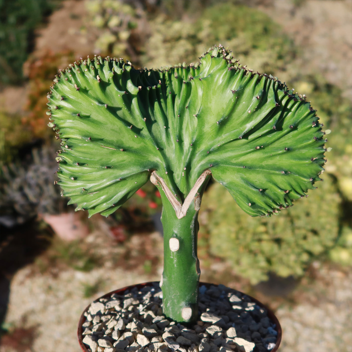 Euphorbia lactea Cristata Grafted