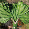 Euphorbia lactea Cristata Grafted