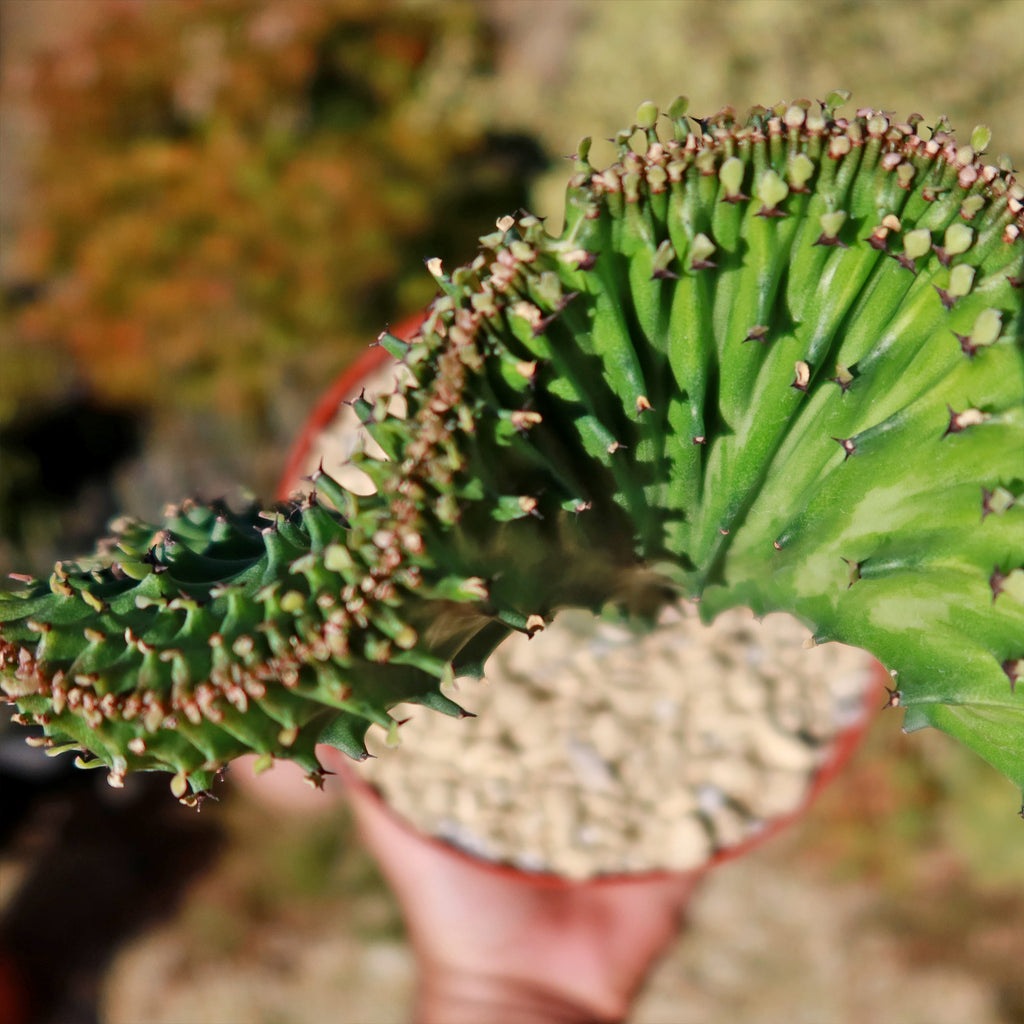 Mermaid Tail Cactus - Euphorbia lactea Cristata Grafted