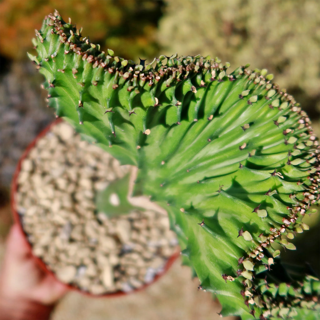 Mermaid Tail Cactus - Euphorbia lactea Cristata Grafted