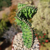 Euphorbia lactea Cristata Grafted