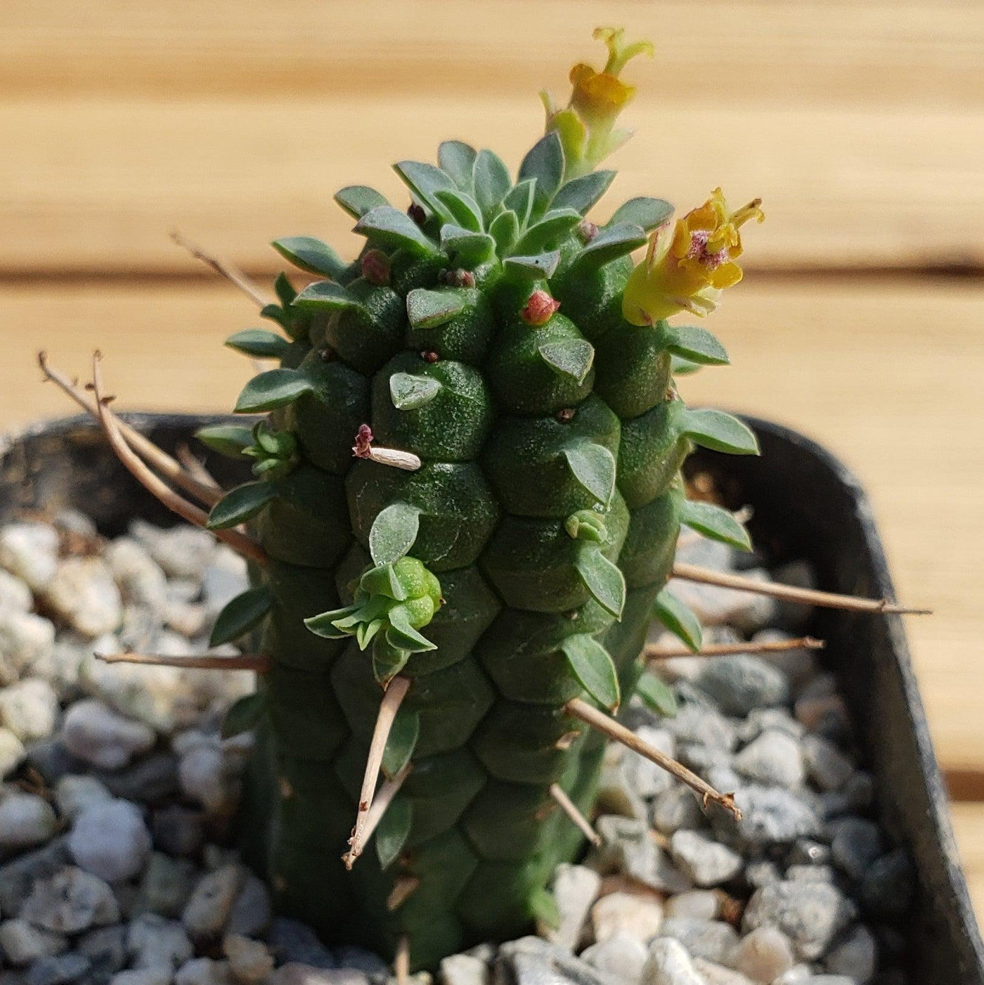 corn cob succulent Buy Euphorbia Mammillaris Shrublet | Indian Corn Cob