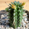 Euphorbia mammillaris corn cob