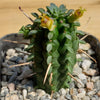 Euphorbia mammillaris corn cob