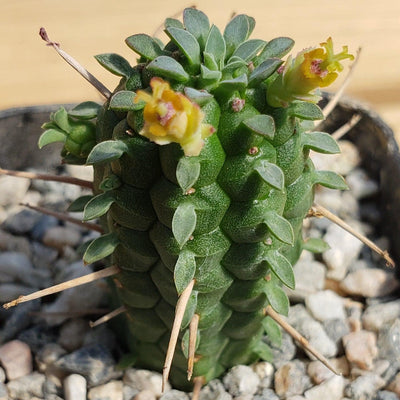indian corn cob succulent Buy Euphorbia Mammillaris Shrublet | Indian Corn Cob