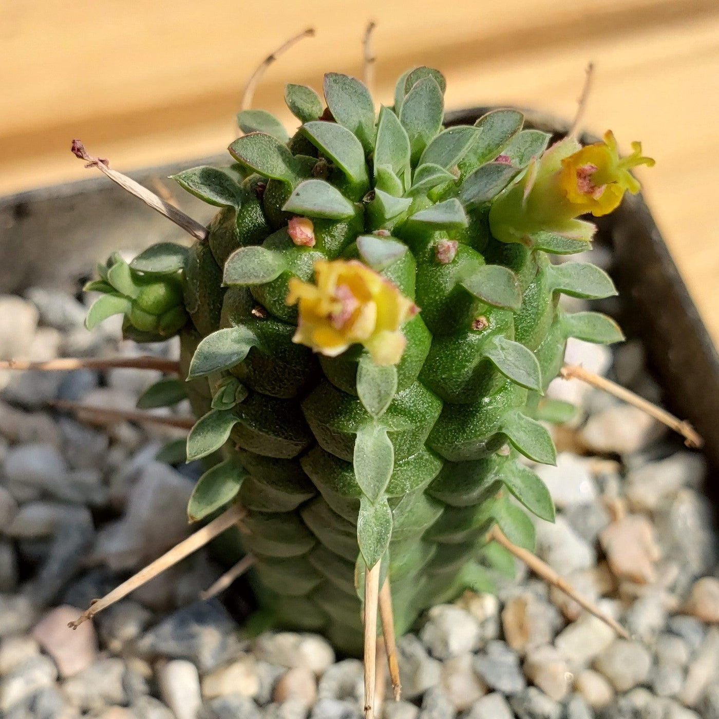 corn cob succulent Buy Euphorbia Mammillaris Shrublet | Indian Corn Cob