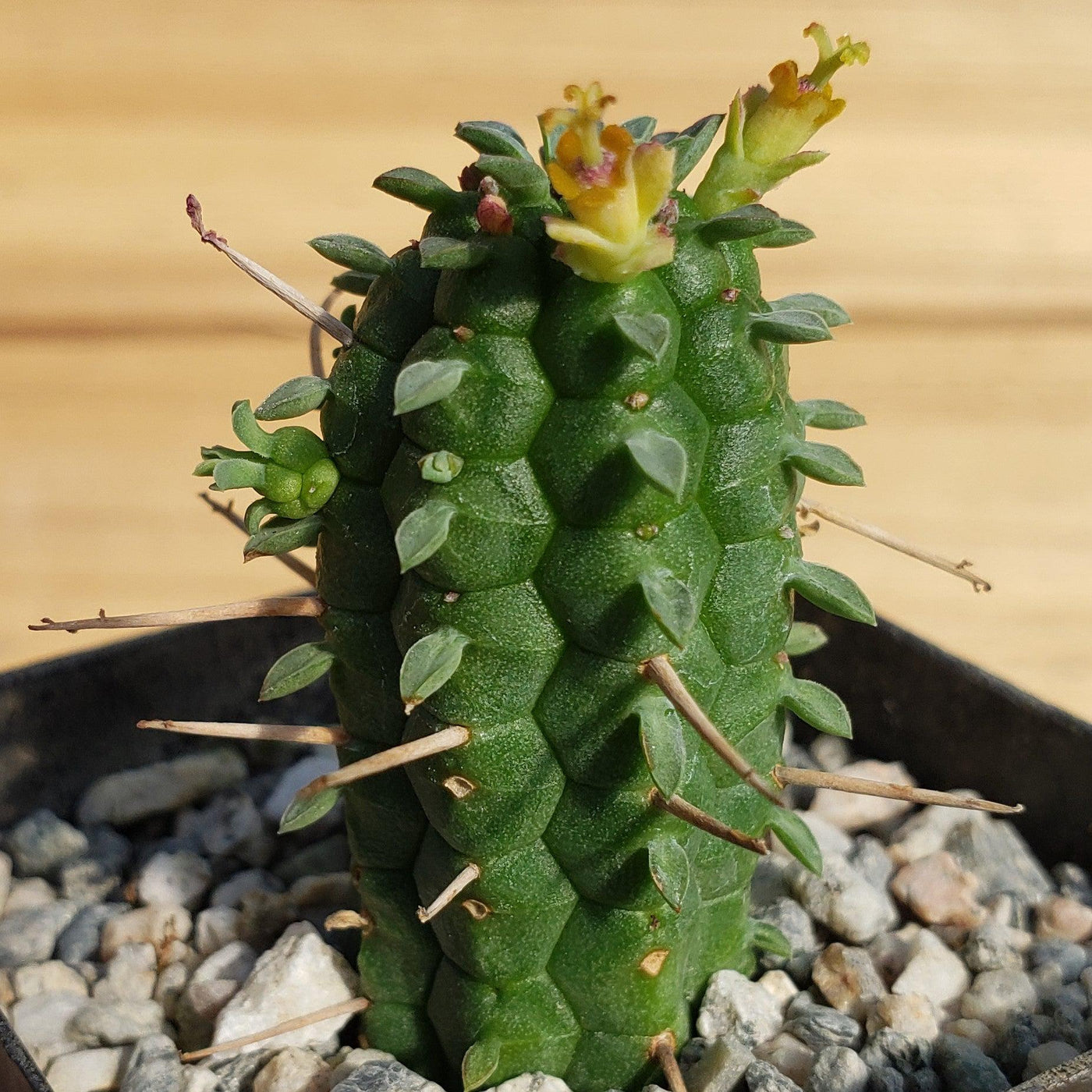 corn cob succulent Buy Euphorbia Mammillaris Shrublet | Indian Corn Cob