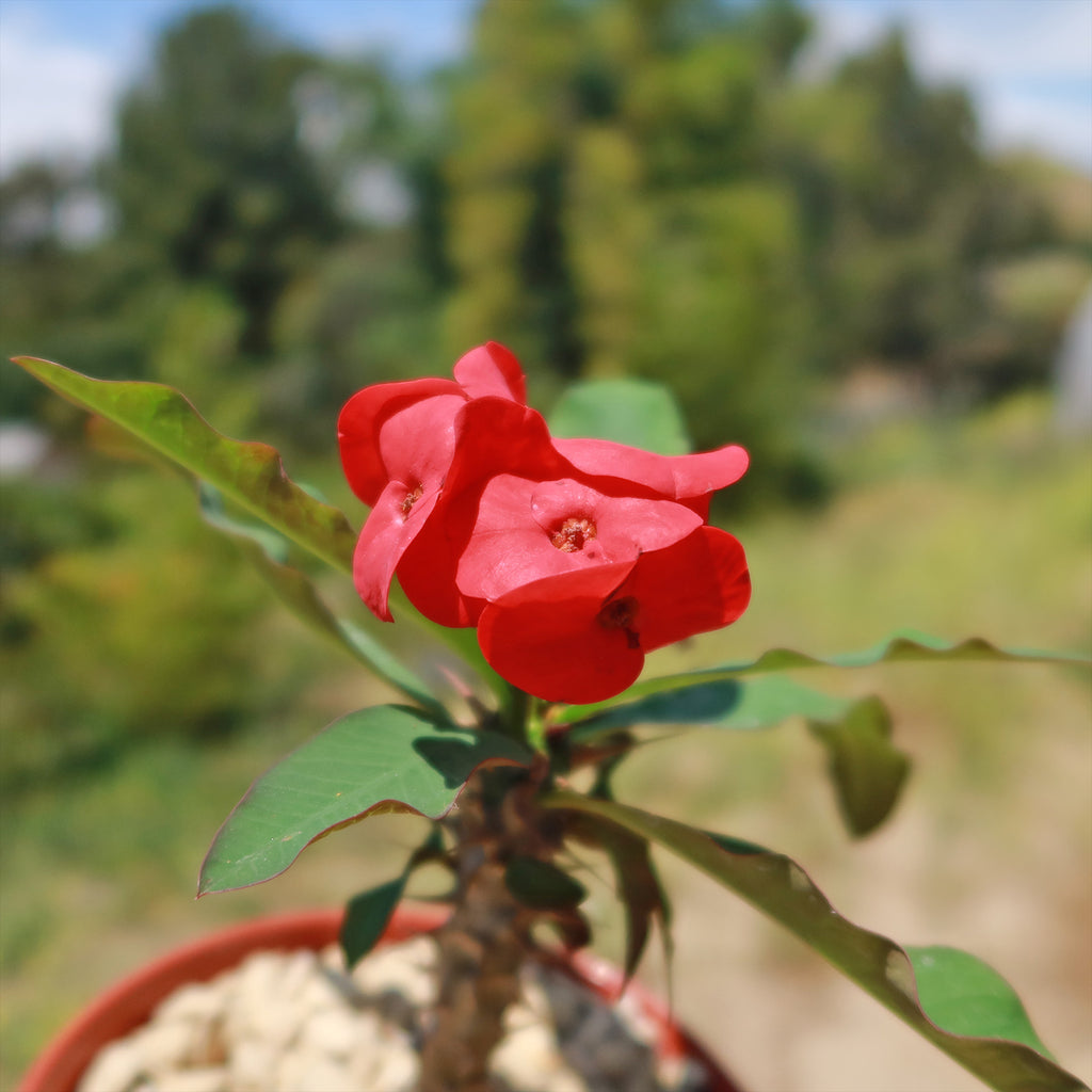 Euphorbia milii grandiflora sri suparat-Red