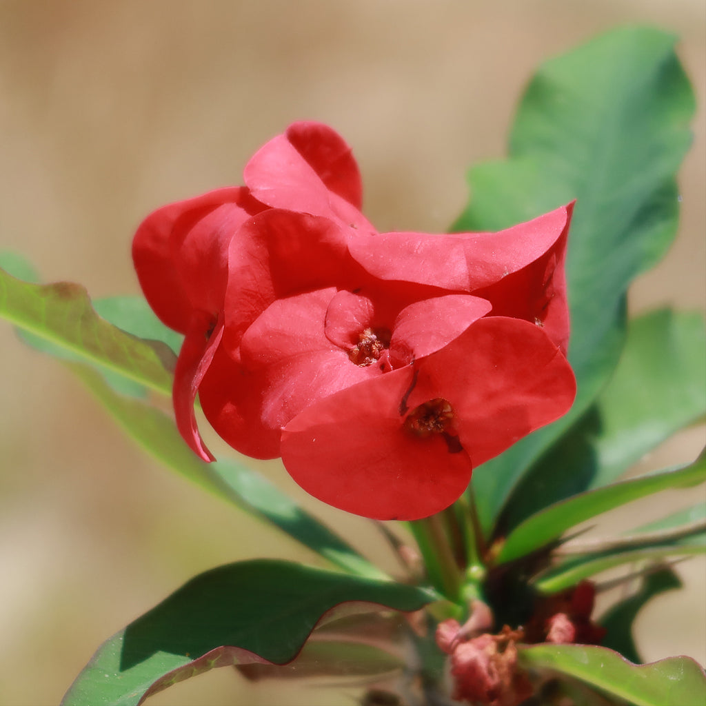 Euphorbia milii grandiflora sri suparat-Red