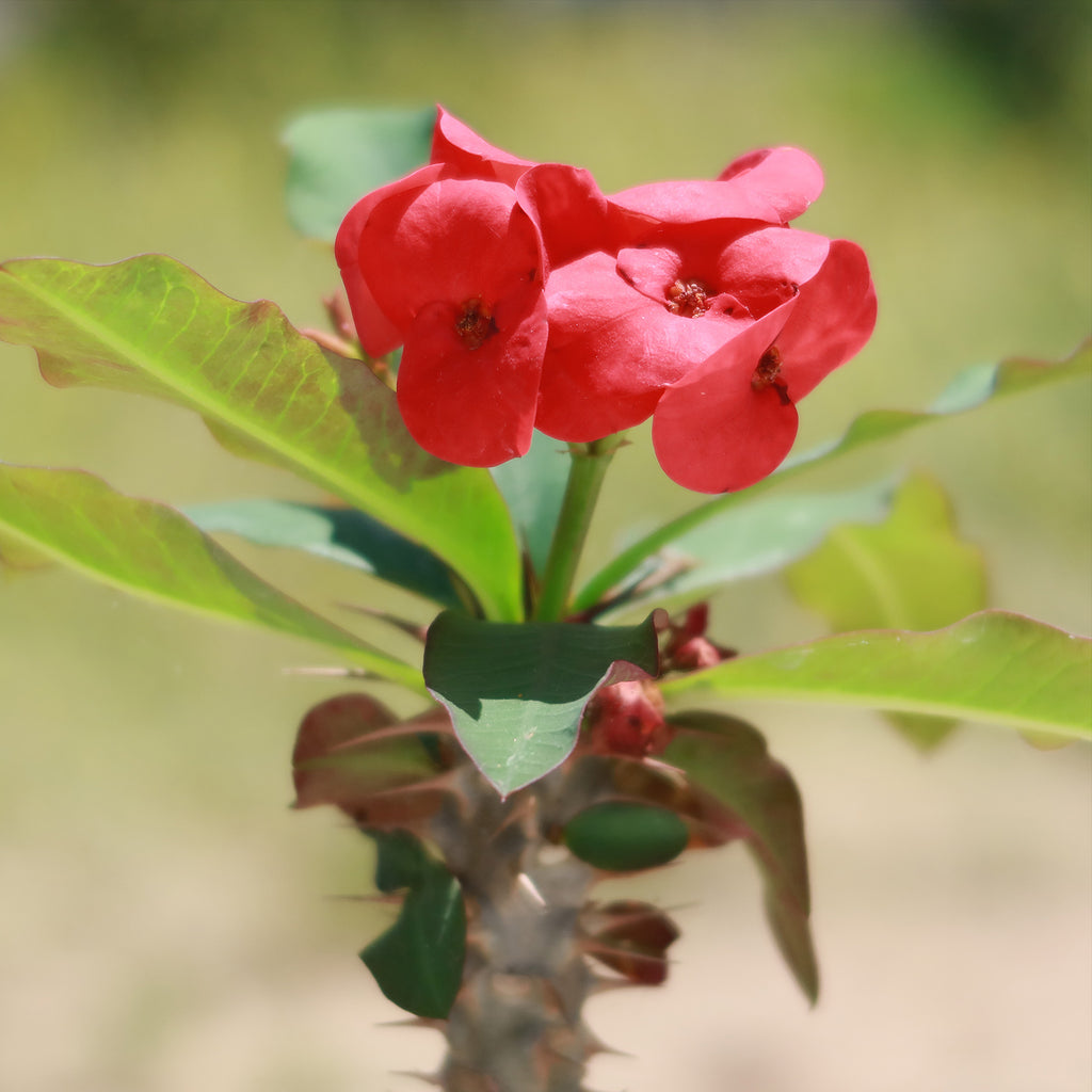 Euphorbia milii grandiflora sri suparat-Red
