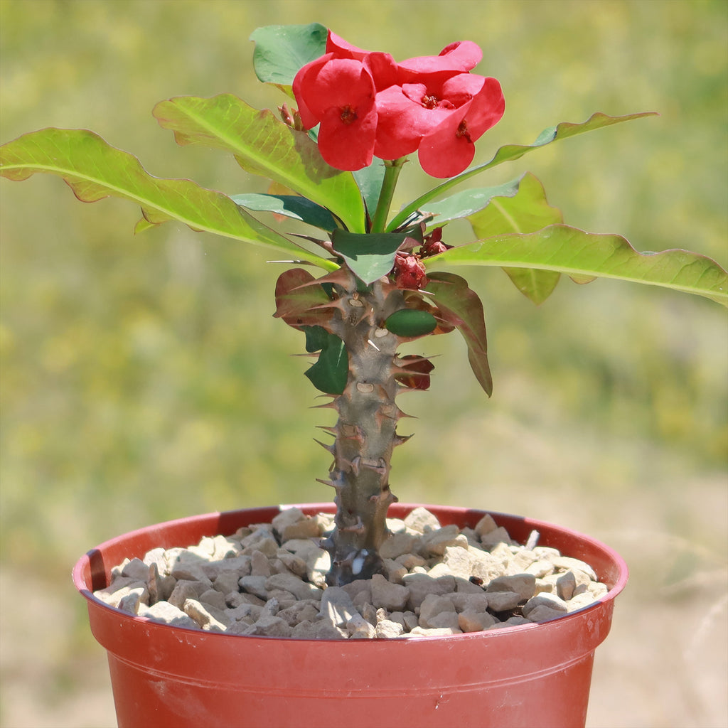 Euphorbia milii grandiflora sri suparat-Red