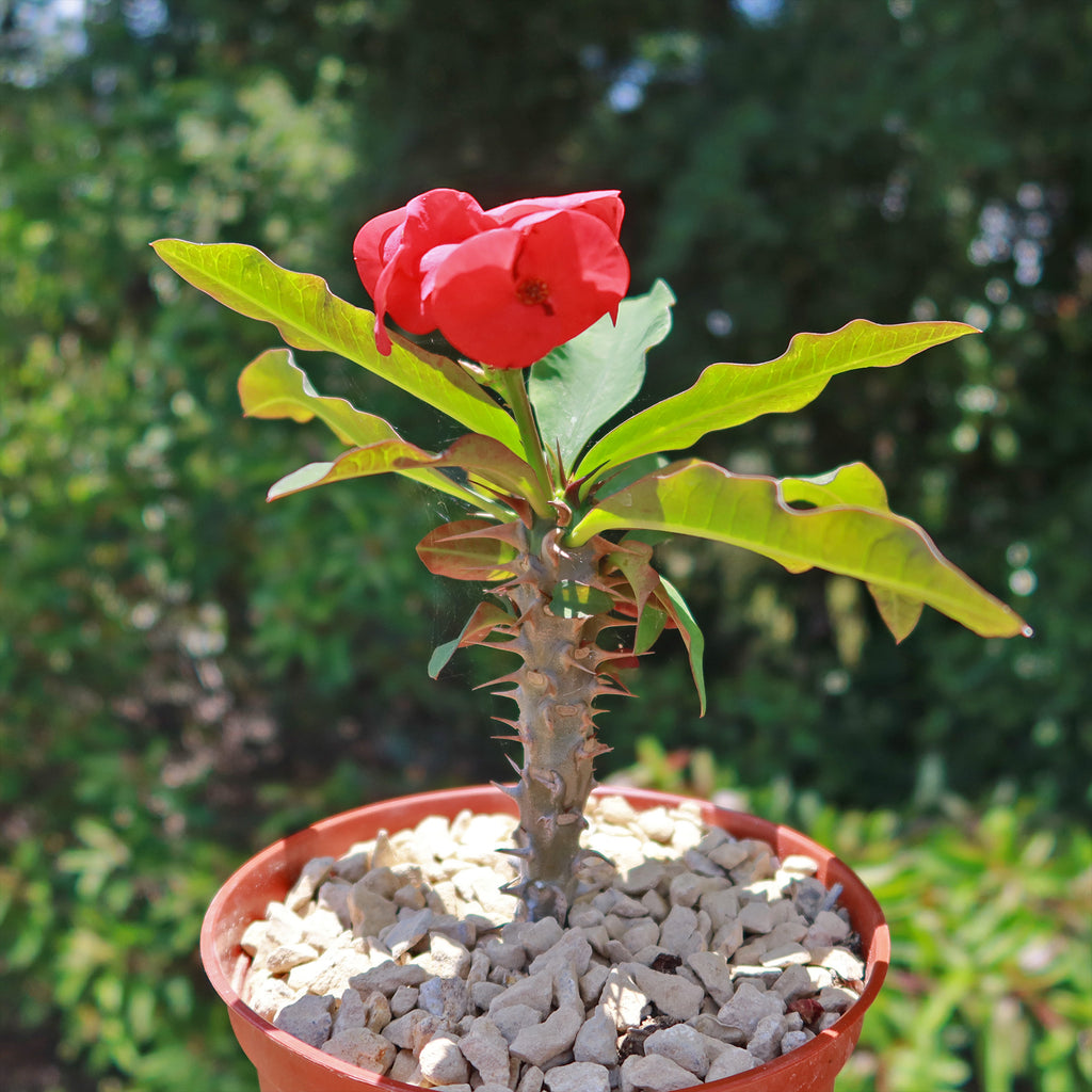 Euphorbia milii grandiflora sri suparat-Red