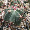 Fire Barrel Cactus – Ferocactus gracilis ‘Coloratus’