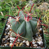 Fire Barrel Cactus – Ferocactus gracilis ‘Coloratus’