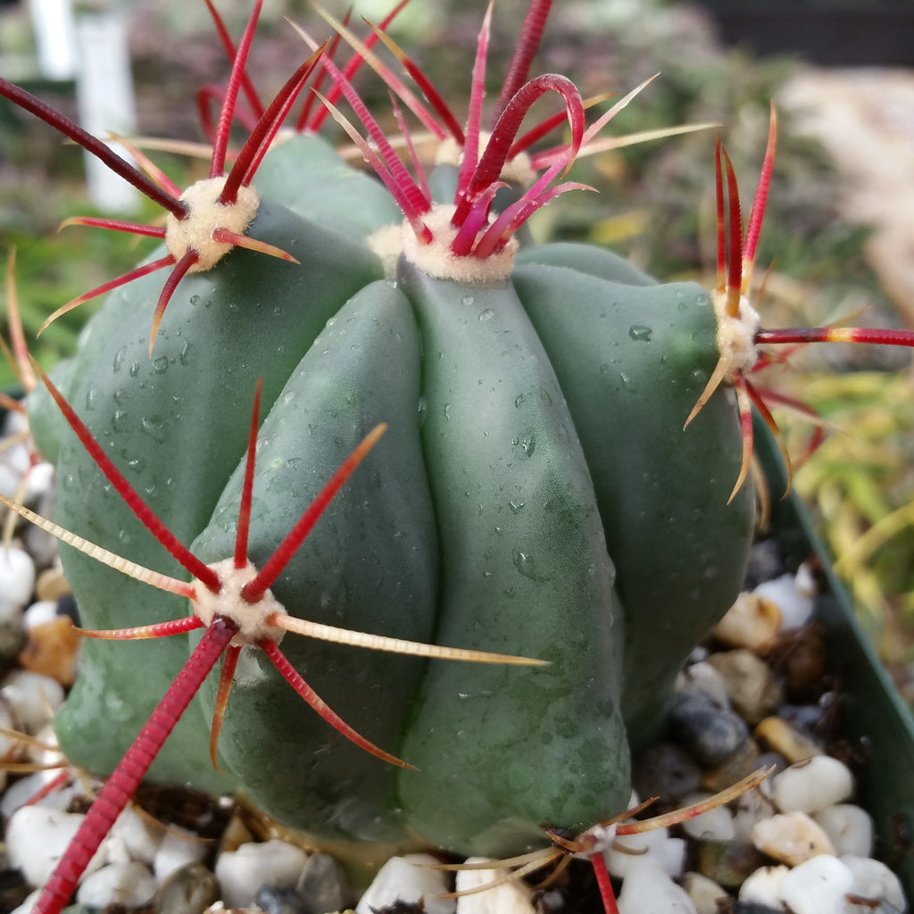 Fire Barrel Cactus – Ferocactus gracilis ‘Coloratus’