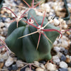 Fire Barrel Cactus – Ferocactus gracilis ‘Coloratus’