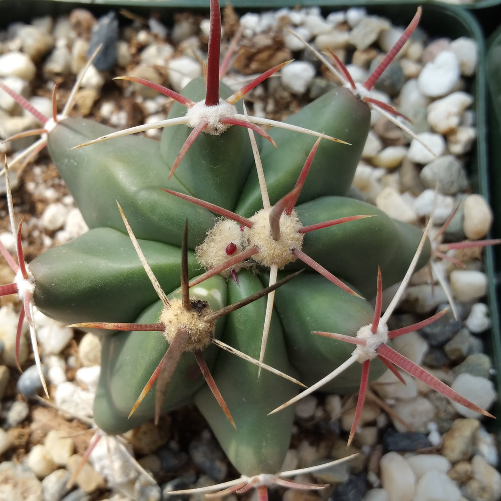 Fire Barrel Cactus – Ferocactus gracilis ‘Coloratus’