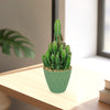 A Fairy Castle Cactus with upright green stems in a decorative green pot sits on a wooden table near a window, books, and foliage.