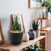 Fairy Castle Cactus - Acanthocereus Tetragonus Monstrose