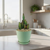 Fairy Castle Cactus - Acanthocereus Tetragonus Monstrose