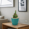 Fairy Castle Cactus - Acanthocereus Tetragonus Monstrose