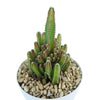 Fairy Castle Cactus - Acanthocereus Tetragonus Monstrose