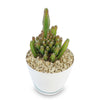 Fairy Castle Cactus - Acanthocereus Tetragonus Monstrose