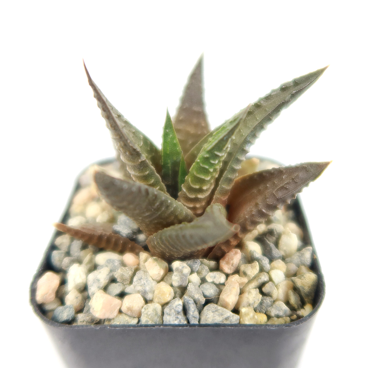 limifolia succulent Fairy Washboard 'Haworthiopsis limifolia'