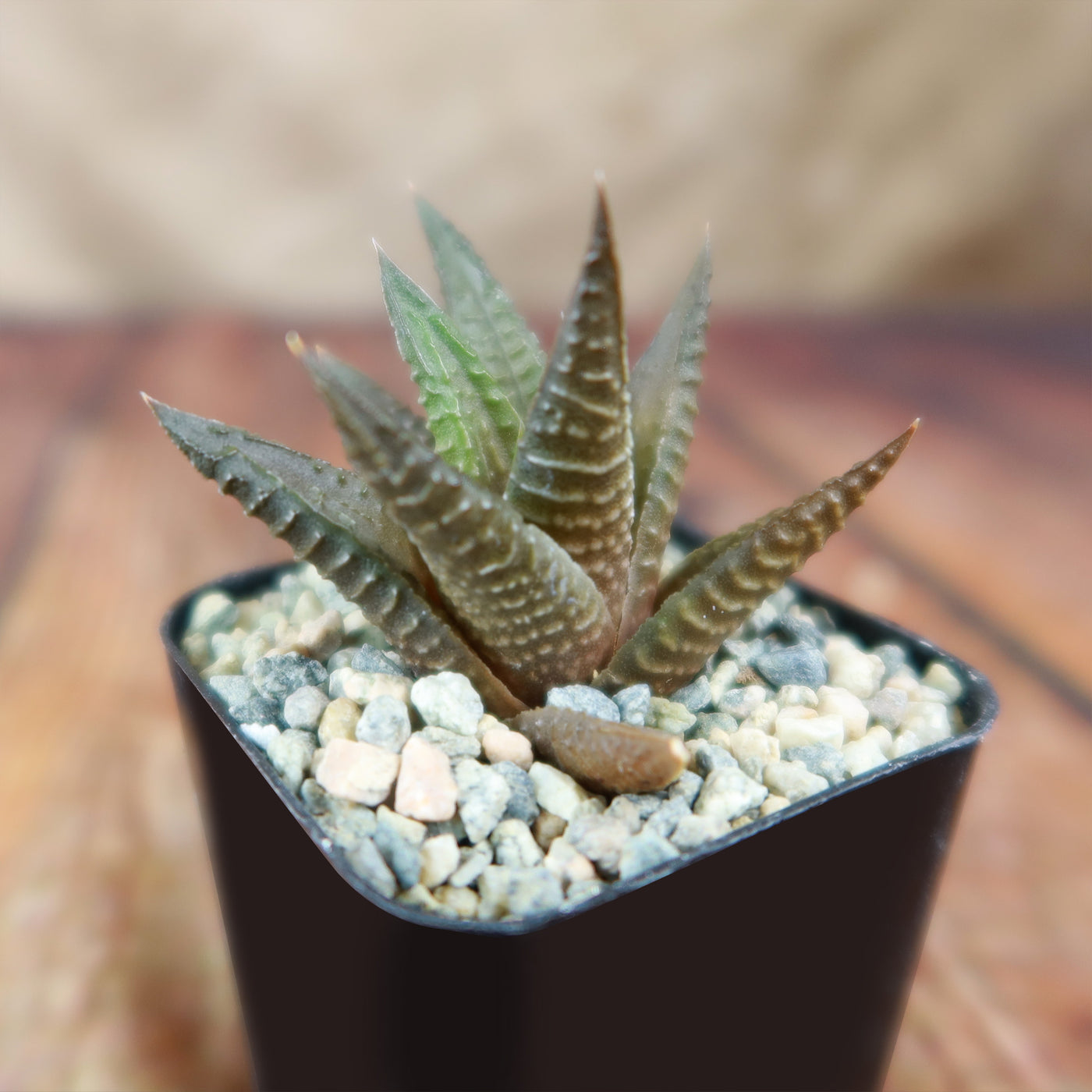 limifolia succulent Fairy Washboard 'Haworthiopsis limifolia'
