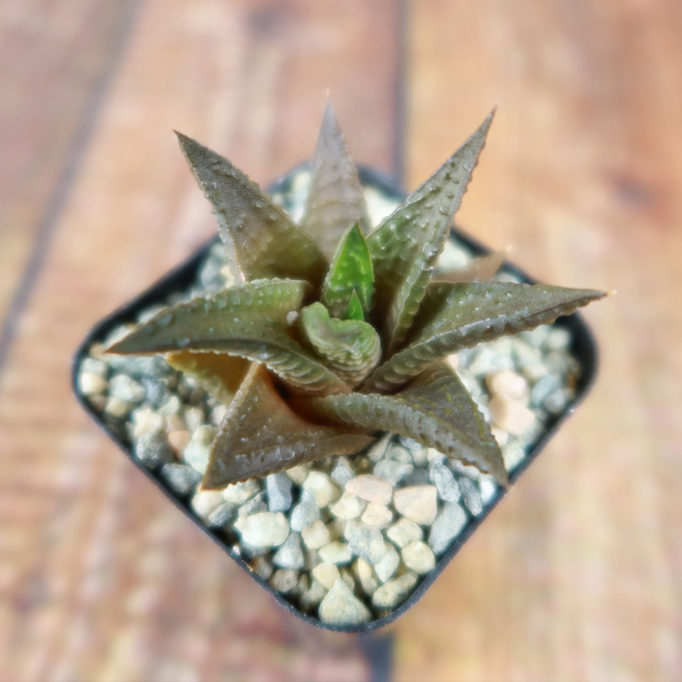 limifolia succulent Fairy Washboard 'Haworthiopsis limifolia'