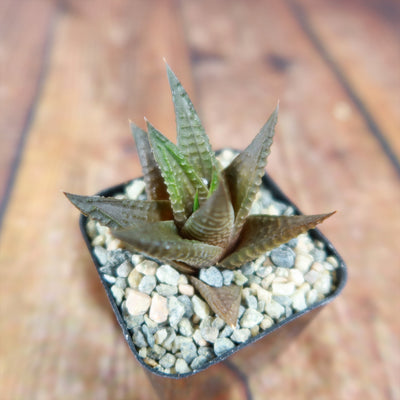fairy washboard succulent Shop 'Haworthiopsis limifolia - Fairy Washboard' Care and Growing Guide