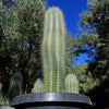 Cardon Cactus &