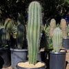 Cardon Cactus &